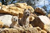 CAIRN TERRIER 075